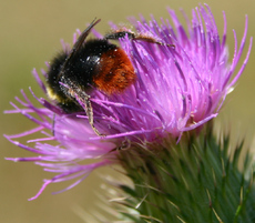 Hummel-auf-Kratzdistel.jpg